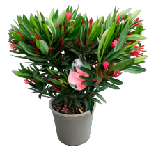 Nerium Oleander